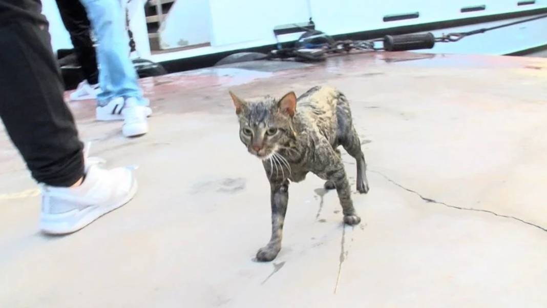 Beşiktaş'ta kedi kurtarma operasyonu: Denize düştü, dalgıça sarıldı 1